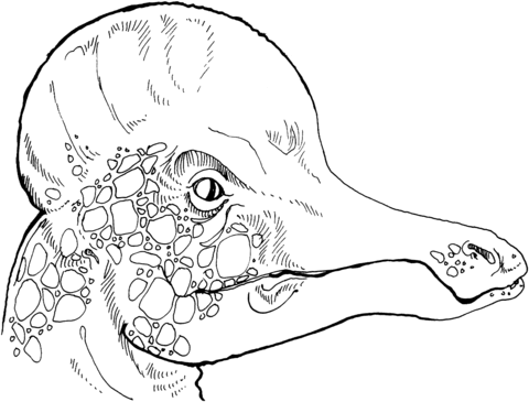 Corythosaurus Hadrosaurs Head Coloring Page